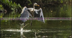 Great Blue Heron’s taking off sequence, GIF