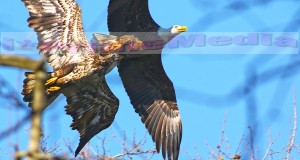 Bald Eagle – Juvi’s trying to catching up