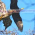 Bald Eagle – Juvi’s trying to catching up