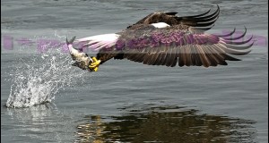 Eagle’s Snatching