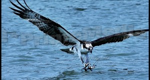 Osprey – Snatching a branch