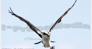 Osprey – Para…landing