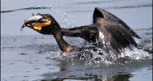 Cormorant in August