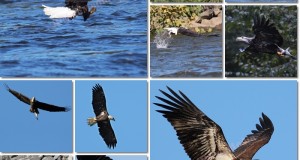 Bald Eagle News – Conowingo Dam