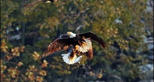 Eagles on sunny day in October