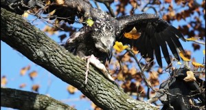 Bald Eagles and Black Vultures