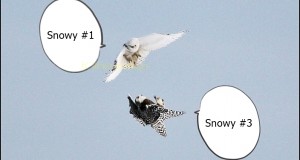 Lancaster Snowy Owls in March