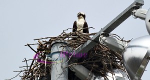 Osprey Nests in April