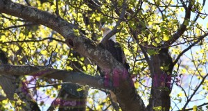 Eagle News – Bald Eagle in Springtime