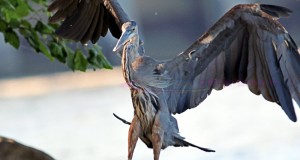 Wildlife – Bald Eagle, Great Blue Heron, Osprey (Video)