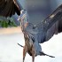 Wildlife – Bald Eagle, Great Blue Heron, Osprey (Video)