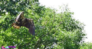 Bald Eagle News on 6/21/2015