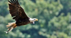 Bald Eagle News on 7/3/2015