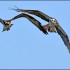 Osprey News in July